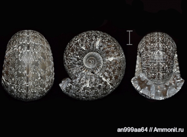 аммониты, нижний келловей, Cadoceras, Cadoceras elatmae, сифон, Cadoceratinae, Cardioceratidae, Ammonites, лопастные линии, Lower Callovian