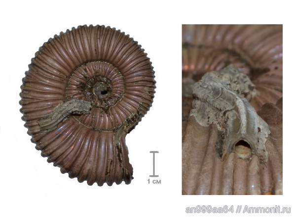 аммониты, серпулы, Peltoceras, Serpulidae, Peltoceras arduennense, Ammonites, Metavermilia, Mucroserpula, Mucroserpula tricarinata