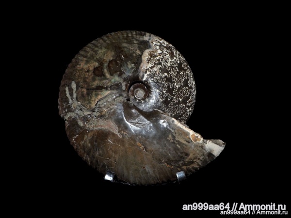 аммониты, Macrocephalites, Ammonites, muscle scars, лопастные линии, Macrocephalites multicostatus