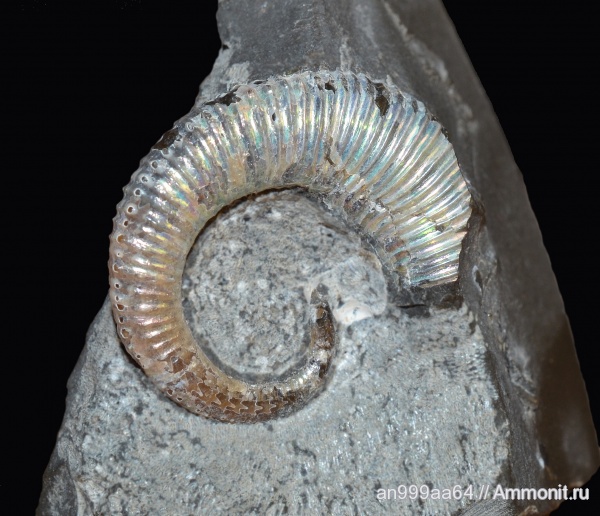 гетероморфные аммониты, Koeneniceras, нижний апт, Koeneniceras tenuiplicatum, heteromorph ammonites