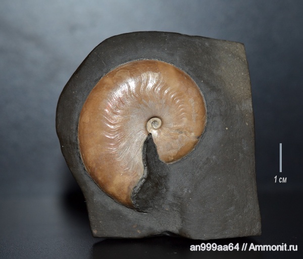 аммониты, мел, апт, Aconeceras, Aconeceras trautscholdi, устье, Ammonites, Sinzovia, Sinzovia trautscholdi, Aconeceratidae, Aptian, Cretaceous