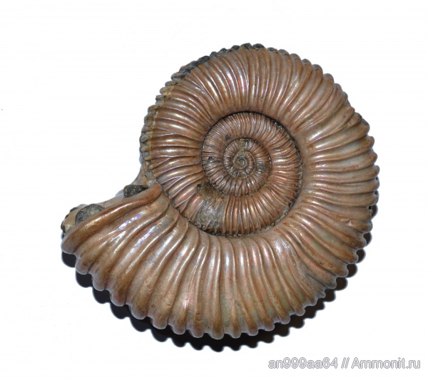 аммониты, Peltoceras, Ammonites, Aspidoceratidae