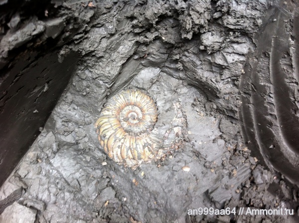 аммониты, Vertumniceras, устье, Ammonites, Vertumniceras trapezoidalis