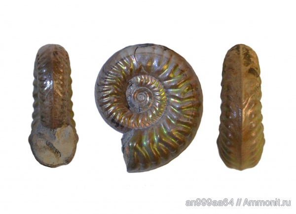 аммониты, Hecticoceratinae, Ammonites, Putealiceras, Putealiceras punctatum