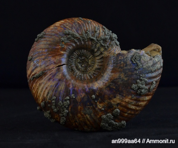 аммониты, Quenstedtoceras, Ammonites