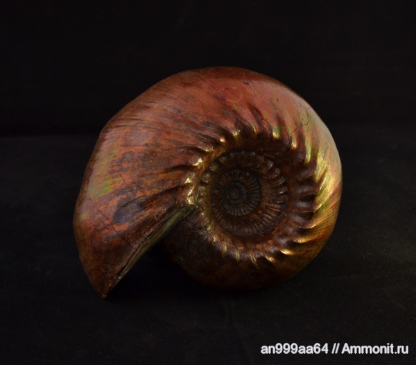 аммониты, юра, нижний келловей, Cadoceras, Cadoceras elatmae, устье, Cadoceratinae, Cardioceratidae, Ammonites, Paracadoceras, Paracadoceras elatmae