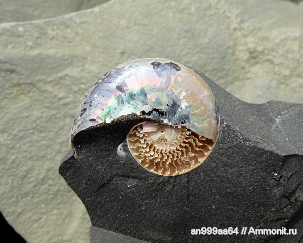 аммониты, мел, апт, Aconeceras, Aconeceras trautscholdi, Ammonites, Sinzovia, Sinzovia trautscholdi, Aconeceratidae