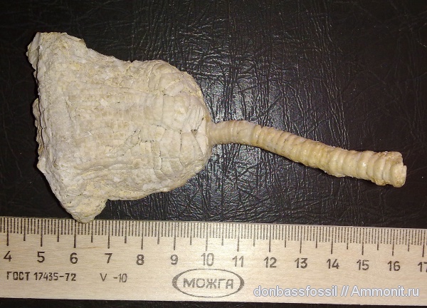 криноидеи, Crinoidea, Zeacrinites