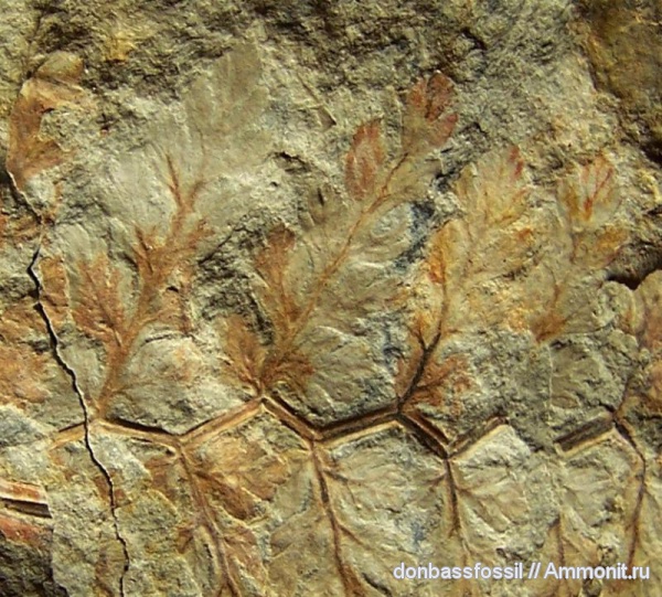 Fortopteris latifolia