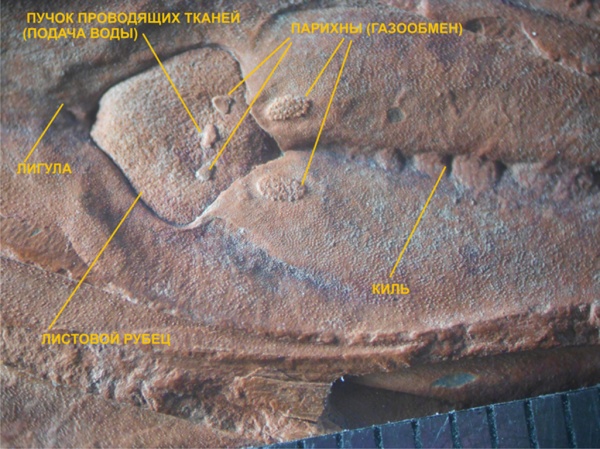 лепидодендрон, Lepidodendron