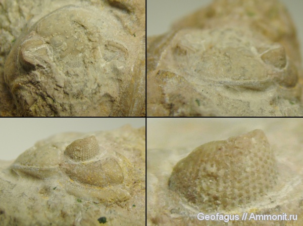 трилобиты, ?, Phacopida, Pterygometopidae, Phacopoidea, Phacopina