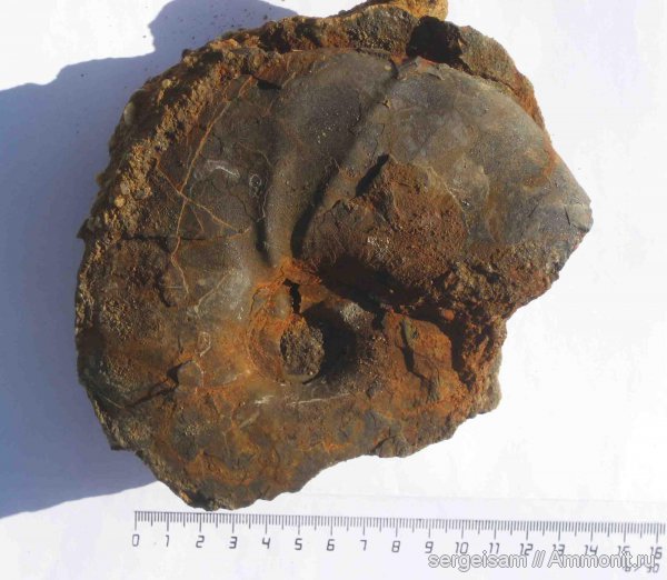 мел, альб, Hoplitidae, Anadesmoceras, Anadesmoceras vladimirovi, Albian, Cretaceous