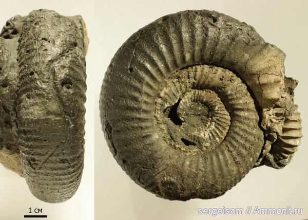 юра, Dorsoplanites, Dorsoplanites panderi, Dorsoplanitidae, Jurassic