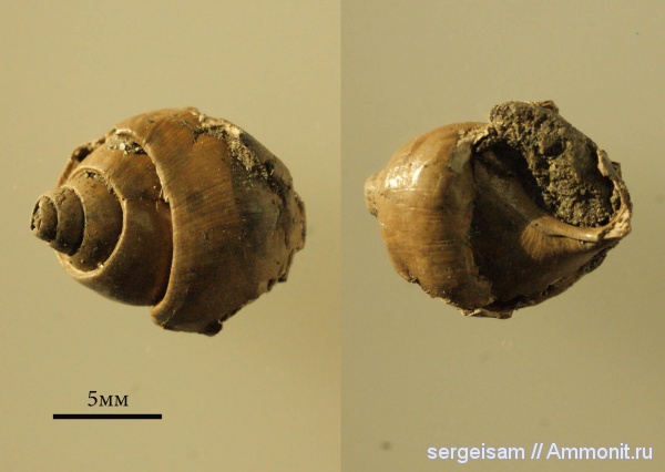 гастроподы, юра, оксфорд, Oonia, Pictavia, Болгары, Pictavia laevigata, Oxfordian, Jurassic