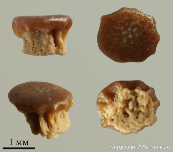 карбон, гжельский ярус, Русавкино, Petrodus, зубы рыб, fish teeth