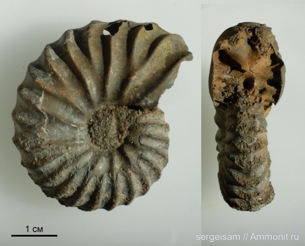 мел, Arcthoplites, альб, Hoplitidae, Arcthoplites gerassimovi, Павловское, Albian, Cretaceous