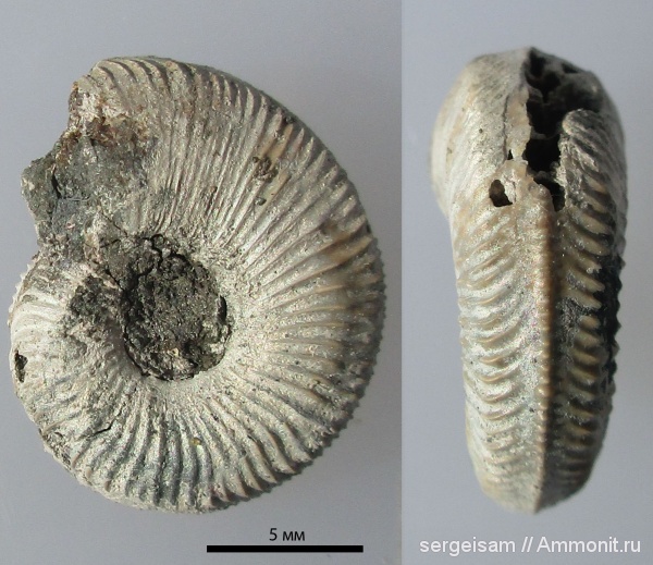 Amoeboceras, Cardioceratidae, Plasmatites, Amoeboceras lineatum, Plasmatites lineatum