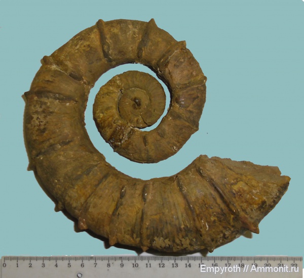 мел, гетероморфные аммониты, Крым, Crioceratites, Cretaceous, heteromorph ammonites