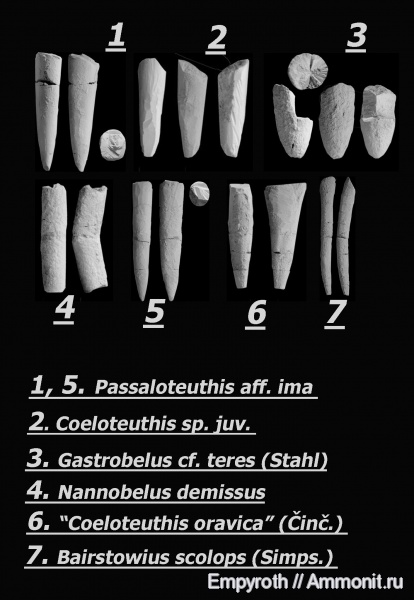 Bairstowius scolops, Gastrobelus teres, Coeloteuthis oravica, Passaloteuthis ima, Nannobelus demissus