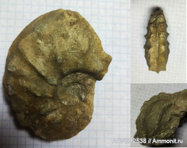 Schloenbachia, Ammonoidea, Ammonites, Hoplitaceae, Schloenbachiidae, Нижняя Банновка, Cenomanian, Cretaceous, Upper Cretaceous