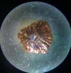 Petrodus sp.