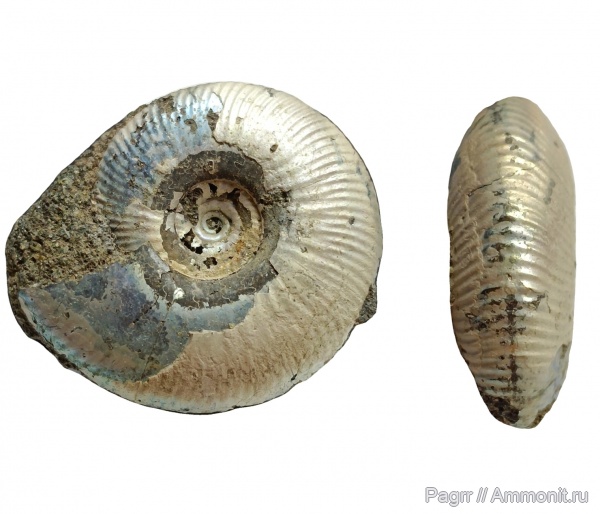 аммониты, юра, Еганово, волжский век, Ammonites, Craspedites subditus, зона Craspedites subditus, РГОК, Volgian, Jurassic