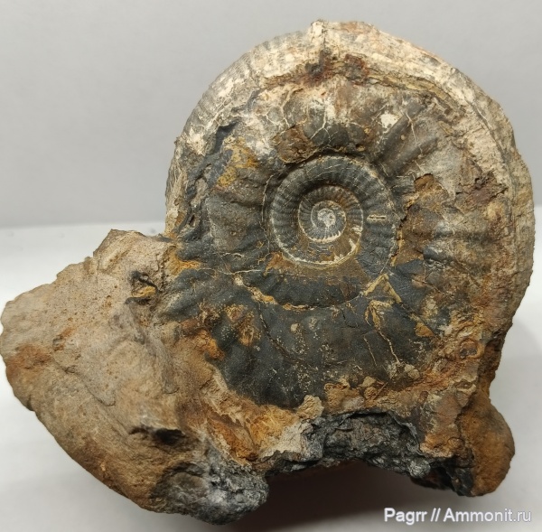 аммониты, юра, келловей, Choffatia, Perisphinctidae, Ammonites, Змеинка, Callovian, Middle Jurassic