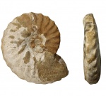 Semenoviceras sp.