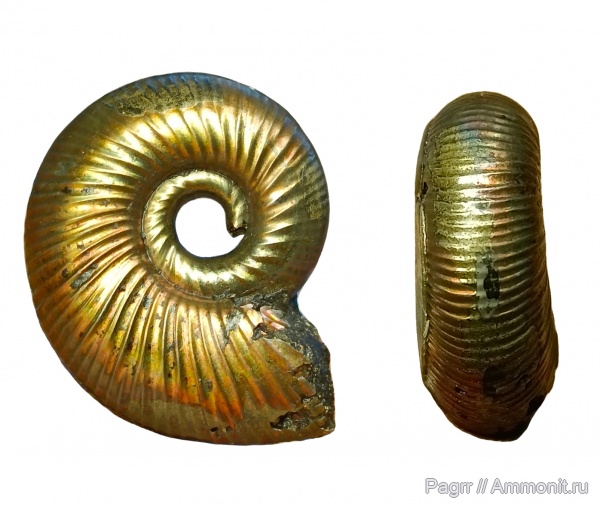 аммониты, юра, оксфорд, Perisphinctes, Perisphinctidae, Ammonites, Subdiscosphinctes, Oxfordian, Jurassic