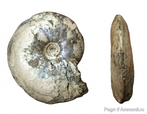 аммониты, юра, Garniericeras, Garniericeras catenulatum, Ammonites, зона Craspedites subditus, РГОК, Volgian, Jurassic