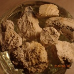 Коллекция домодедовских кораллов