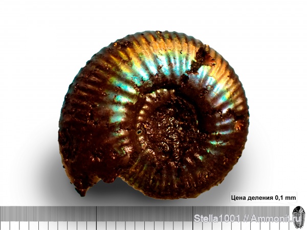 Craspedites, Craspedites subditoides, Perisphinctoidea