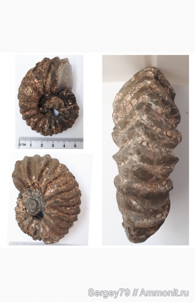 аммониты, Vertumniceras, Ammonites