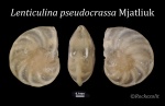 Раковина фораминиферы Lenticulina pseudocrassa Mjatliuk