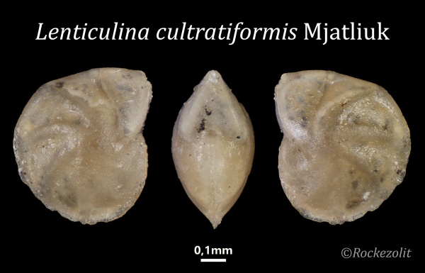 фораминиферы, средний келловей, Foraminifera, Lenticulina cultratiformis