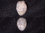 Brachiopods