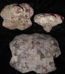 Tremabolites sp.