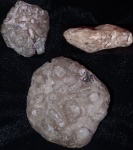 Tremabolites sp.