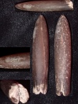 Belemnites