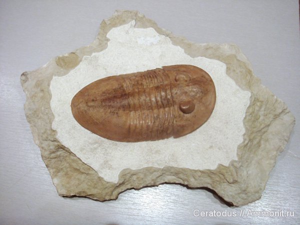 трилобиты, ордовик, палеозой, Pseudoasaphinus, Pseudoasaphinus gostilicyensis, Pseudoasaphidae, Ordovician