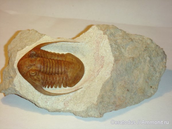 трилобиты, ордовик, палеозой, Neoasaphus, Neoasaphus platyurus longispinus, Ordovician