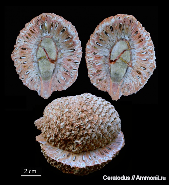 Аргентина, Патагония, шишки, Araucaria, Araucaria mirabilis