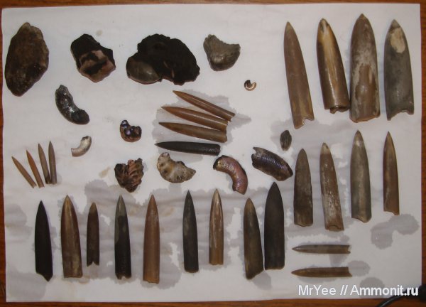 белемниты, belemnites