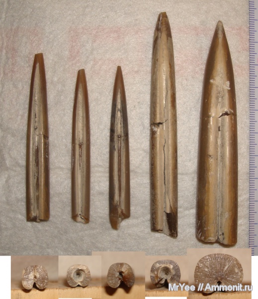 белемниты, Lagonibelus, Eulagonibelus, belemnites