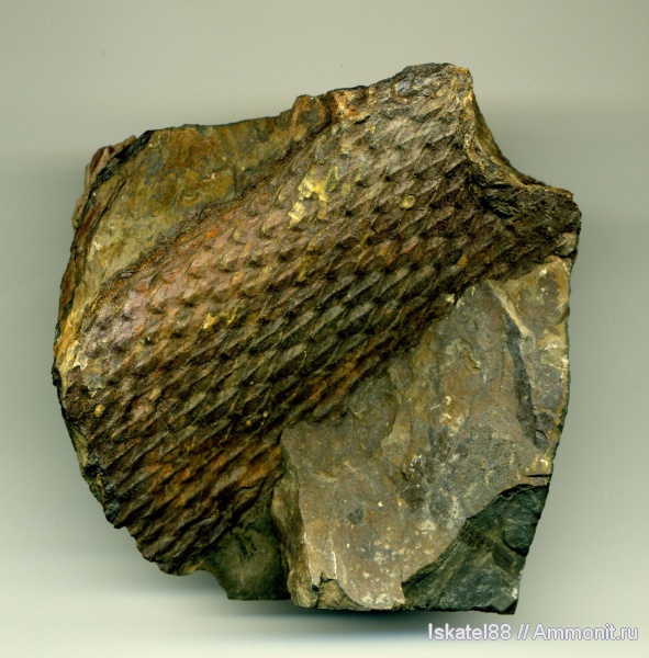 Lepidodendron