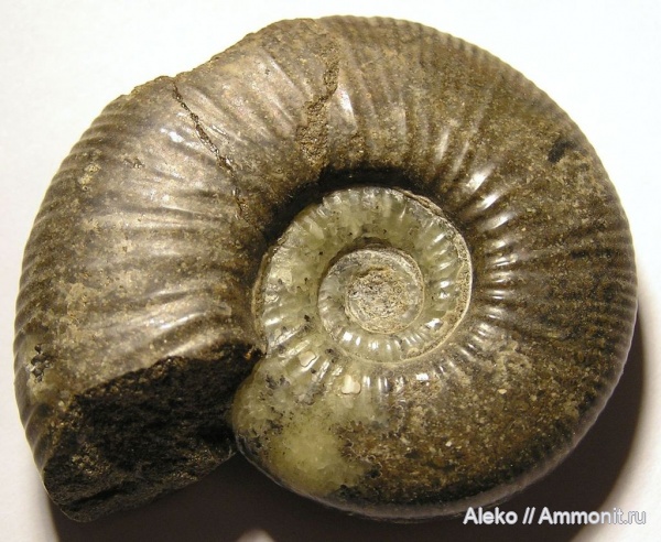 Perisphinctidae, Volgaites, Volgaites elatmaensis