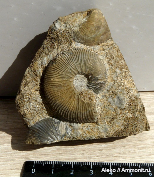 Kosmoceras, Gryphaea, Cadoceras, Kosmoceras enodatum, Cadoceras durum