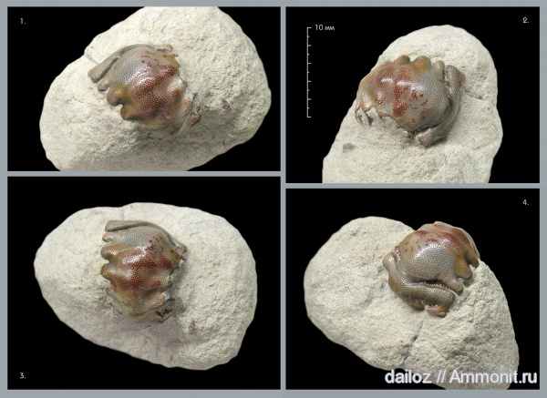 Chondrichthyes, Helodus, Holocephali, pleuroplax, pleurodus