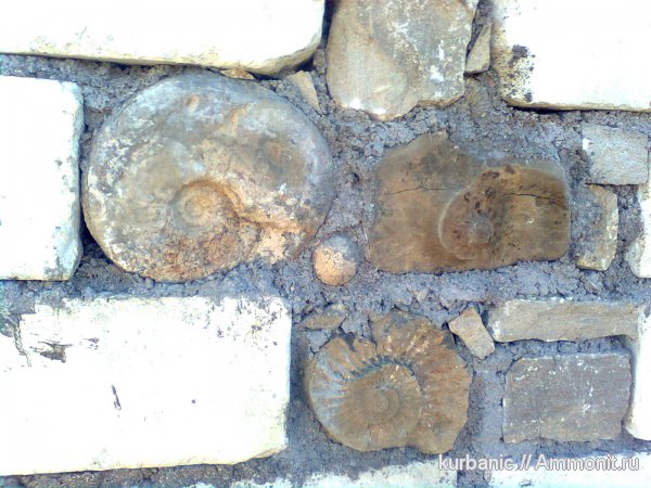 аммониты, Ammonites