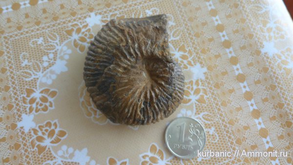 аммониты, Ammonites